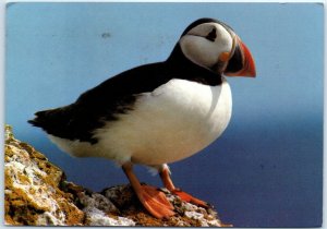 M-49381 Puffin Fratercula arctica