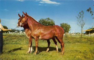 Missouri Mules Horses Unused 