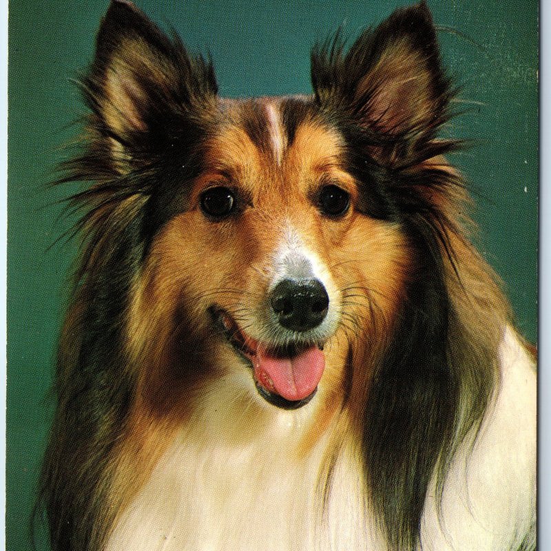 c1970s Elkader IA Greetings from Sheltie Shetland Sheepdog Lassie Chrome PC A264