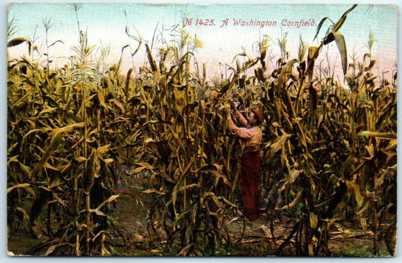 M-3546 Washington Cornfield