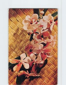 Postcard Both beautiful and rare Waling-Waling orchids, Philippines