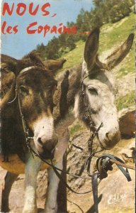 Two donkeys. Nous, les Copains   Vintage French ohoto postcard