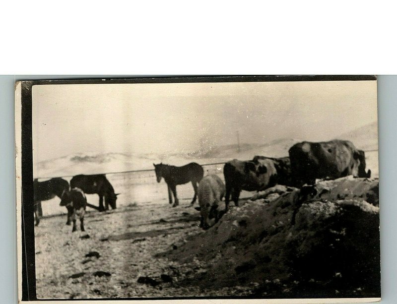1930s ganado y caballos pastando en campo cubierto de nieve Foto Real Postal 6-25 