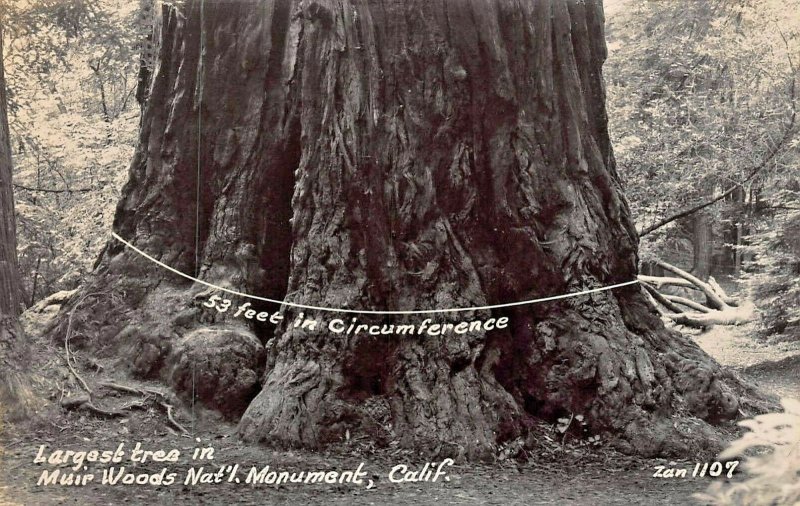 MUIR WOODS NATIONAL PARK CA CALIFORNIA~LOT OF 8 1940s REAL PHOTO POSTCARDS