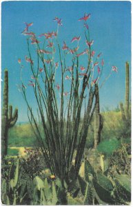 US Arizona Bloomin' Ocotilla.  Mint Card.   Beautiful.