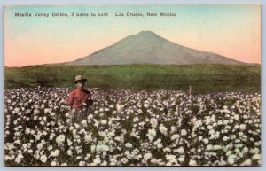 K37/ Las Cruces New Mexico Postcard c1910 Mesilla Valley Cotton Farm 401
