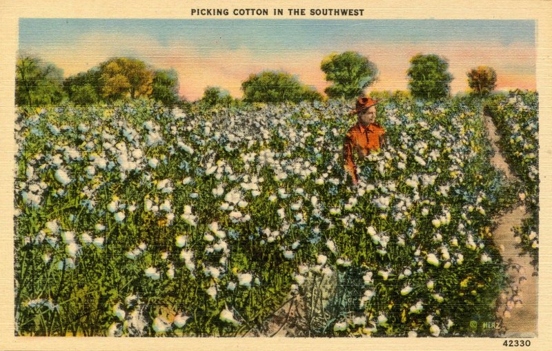 Picking Cotton in the Southwest