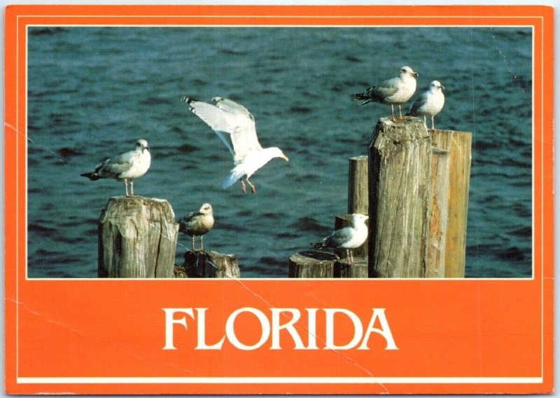 Postcard - Seagulls on the Lookout, Florida, USA