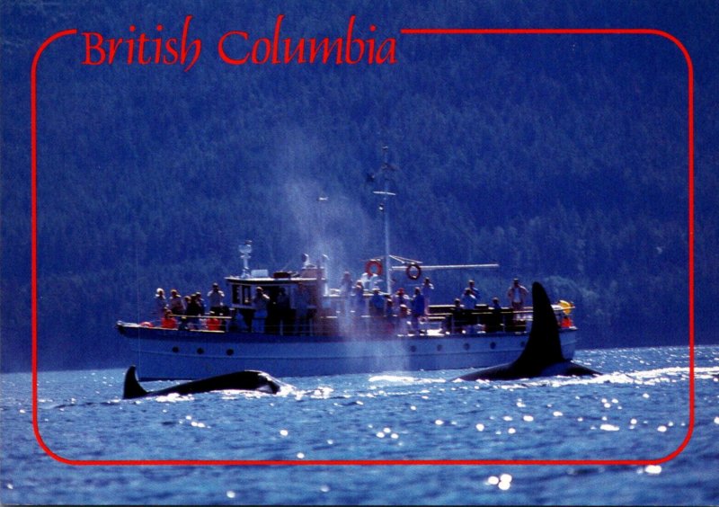 Canada British Columbia Whale Watching Killer Whales