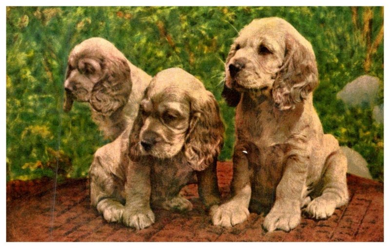 Dog ,   Cocker Spaniel  Puppies