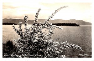 Idaho State Flower Syringa Real Photo