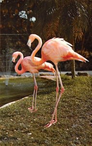 Flamingos Miami, Florida, USA 1967 Missing Stamp 