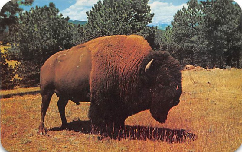 Majestic Buffalo Bull, American Bison Denver, Colorado, USA Buffalo Unused 