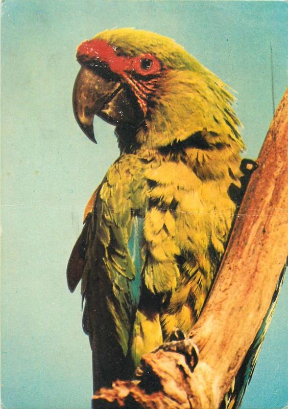 Macaw bird paradise Hayle Cornwall postcard