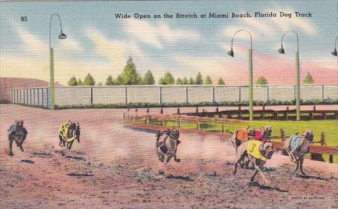 Wide Open On The Stretch At Miami Beach Florida Dog Track 1948