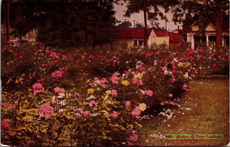 Roses All Year Around Postcard VTG UNP PNC Vintage Unused Chrome 