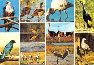 African Birds - 