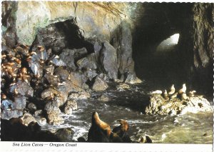 Sea Lion Cave Interior Along Hwy 101 Near Florence Oregon   4 by 6