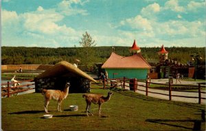 Canada Edmonton Storyland Valley Children's Zoo Llamas