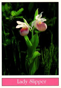 Flowers Orchids The Lady Slipper