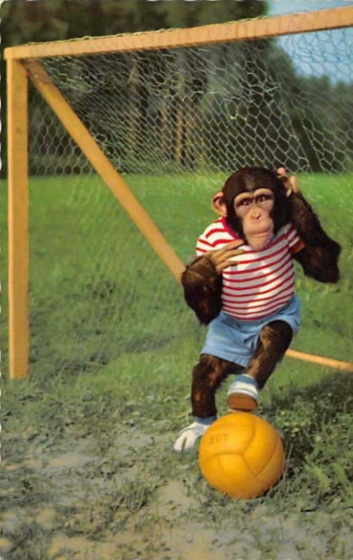 Playing Soccer Monkey Unused 