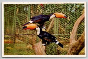 Toco Toucan South America Animal Color Series San Diego Zoo Postcard N23