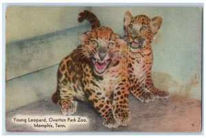 c1940's Young Leopard Overton Park Zoo Memphis Tennessee TN Vintage Postcard