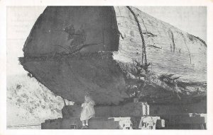 LP44  Logging Redwood Log near Caspar California postcard