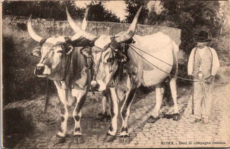 Cows Man With Oxen Roma Rome Italy