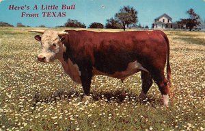 Little Bull Texas, USA Cow 1964 