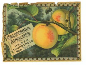 1870s-80s Thurber Can Label California Apricots #6M