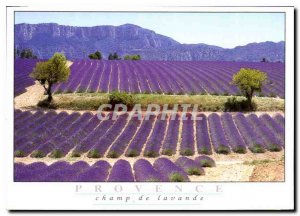 Modern Postcard Provence Lavender Field
