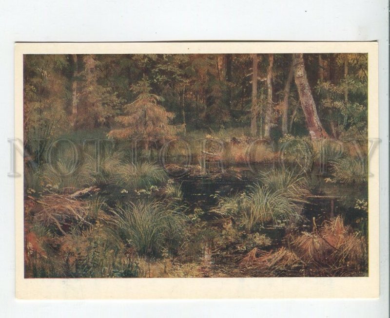 458406 USSR 1984 year Shishkin spring in the forest old postcard