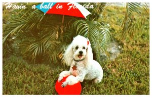 Dog Poodle  enjoying Florida