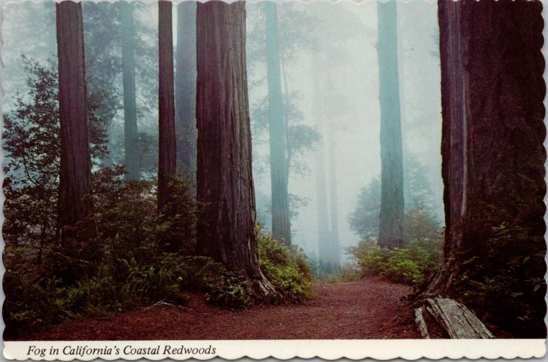 Fog in California's Coastal Redwoods CA c1978 Vintage Postcard D37 *As Is