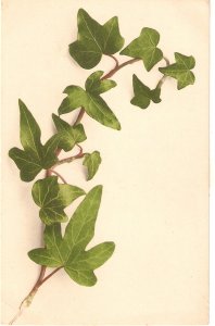 Plant branch with leafs Nice cold vintage German postcard
