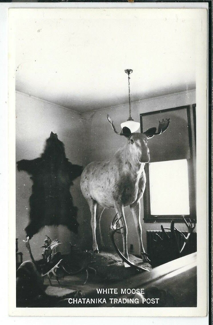 CD019 AK, Chatanika White Moose Taxidermy Real Photo Postcard RPPC