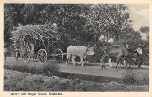 Oxcart with Sugar Canes Barbados  Antique Postcard L2779