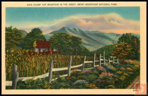 Sharp Top Mountain in the Great Smoky Mountains National Park