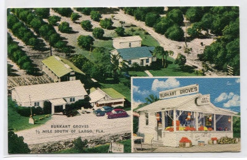 Burkart Orange Groves US 19 Largo Florida linen postcard