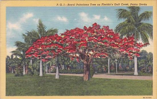 Florida Sarasota Royal Poinciana Tree On Florida's Gulf Coast Punta Gorda