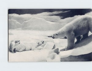 Postcard Polar Bear, Hall 16, Field Museum Of Natural History, Chicago, Illinois