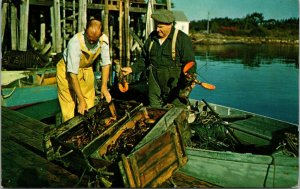 Maine ME Live Lobsters Postcard Old Vintage Card View Standard Souvenir Postal