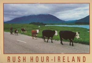 Rush Hour Ireland Cattle Commuters Real Photo Comic Humour Postcard