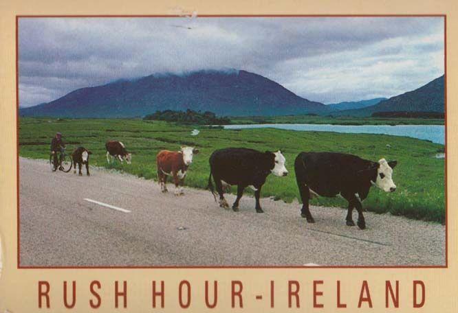 Rush Hour Ireland Cattle Commuters Real Photo Comic Humour Postcard