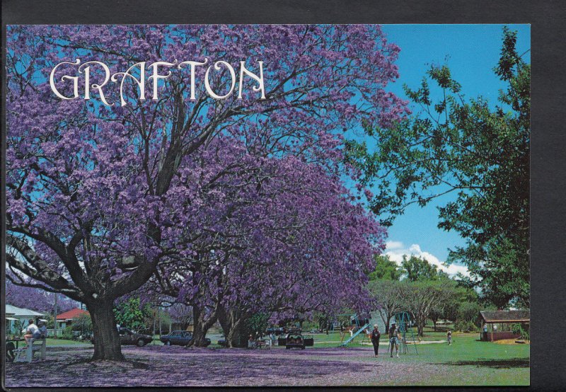 Australia Postcard - Jacaranda City, Grafton, New South Wales  B2756