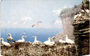 Vintage Postcard 1107-BONAVENTURE ISLAND, Gulf of St. Lawrence, Gannets, Murres,