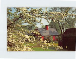 Postcard Blossoms USA