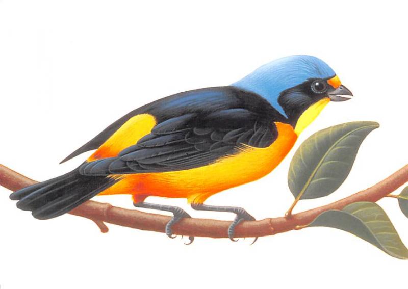 Antillean Euphonia - 