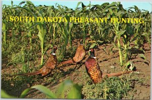 South Dakota Pheasant Hunting - three pheasants in field